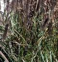 Black Fountain Grass / Pennisetum alopecuroides 